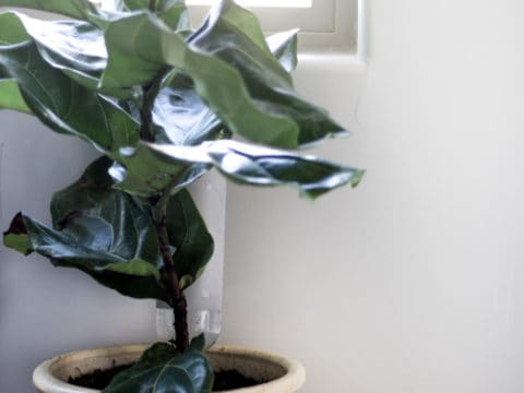 Check out this super simple way I keep my plants alive and thriving!