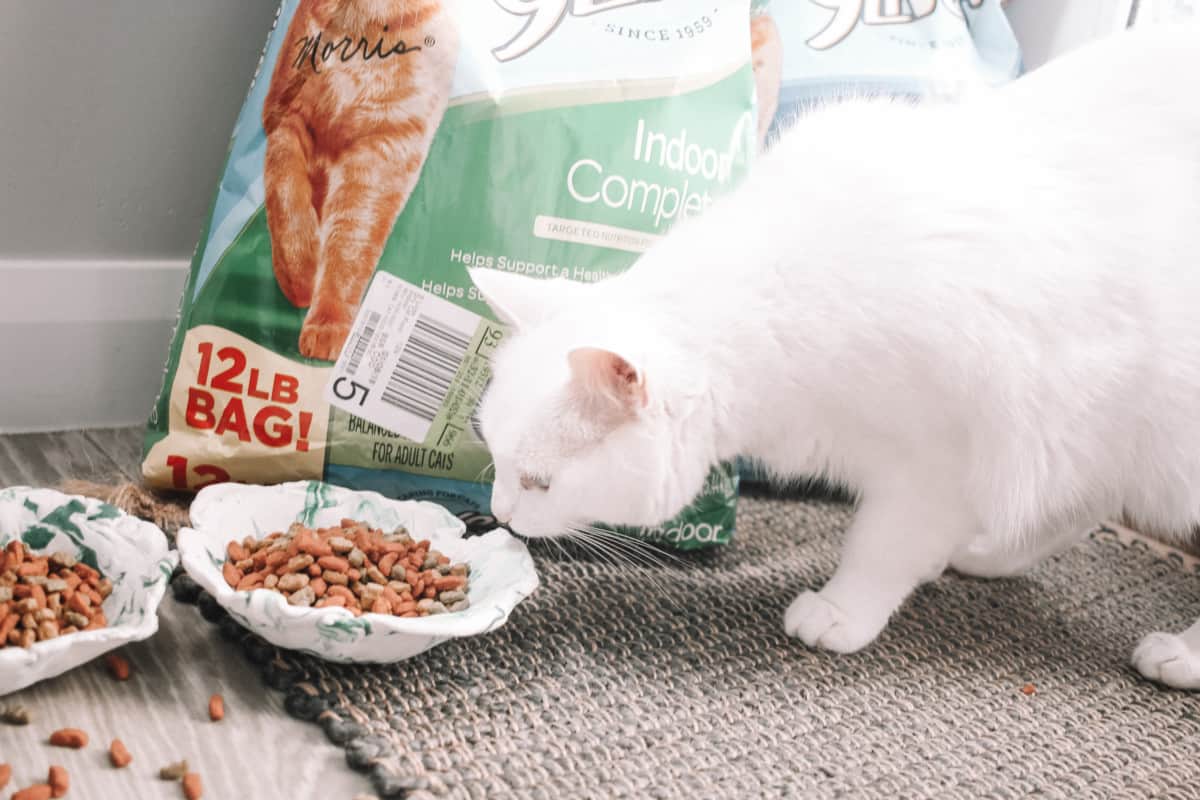 These DIY cat bowls are just as unique as your kitty. You can make them as large or small as you prefer and, bonus, they look beautiful! #morrisknowsbest #ad #CollectiveBias