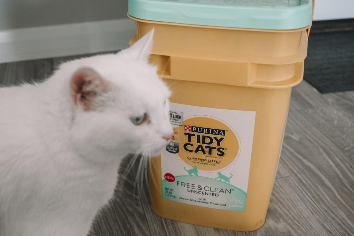 4 Ways to Make Your Litter Box So Fresh, You Might Forget It’s There