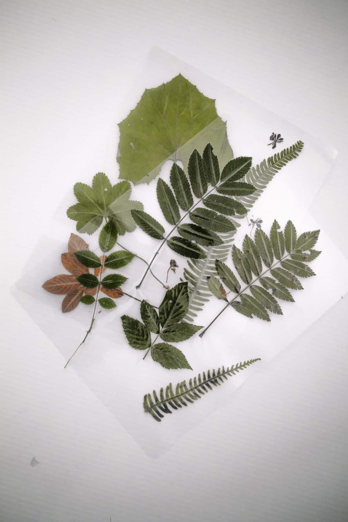 Capture the greenery of your favorite location with this simple DIY leaf bookmark tutorial. A great way bring some outside greenery into your home.